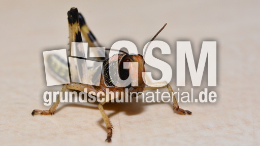 Afrikanische Wüstenwanderheuschrecke (6).jpg